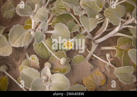 Kleine gelbe einheimische Blume am Strand in South Australia Stockfoto