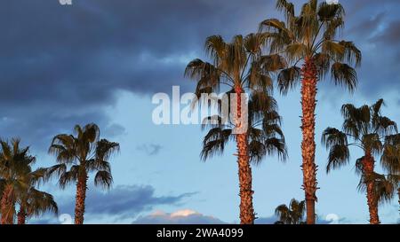 Hintergrund Palmen in Sonnenuntergang vor dem Hintergrund des blauen Abendhimmels, Kopierraum. Stockfoto