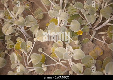 Einheimische Pflanze am Strand in South Australia Stockfoto