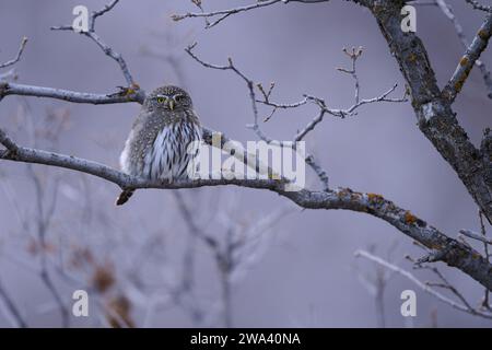 Nördliche Zwergkauz, Utah Stockfoto