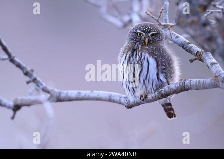 Nördliche Zwergkauz, Utah Stockfoto