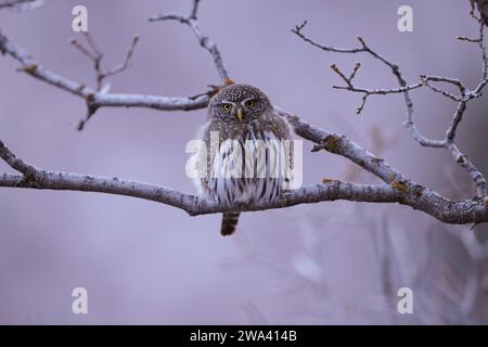 Nördliche Zwergeule, die auf einem Ast thront Stockfoto