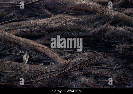Alter Riesenbaum im tropischen Regenwald, Nahaufnahme. Stockfoto