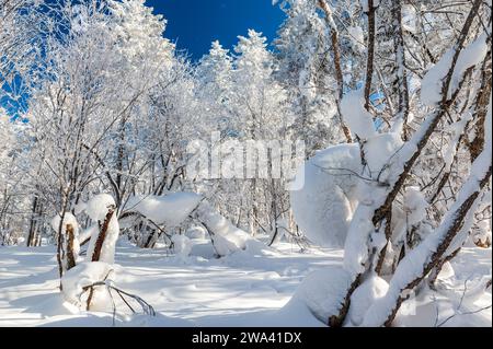 Lao Rik weiche Reimlandschaft, an der Kreuzung von Helong City und Antu County, Yanbian Korean Autonomous Prefecture, Provinz Jilin, China. Stockfoto