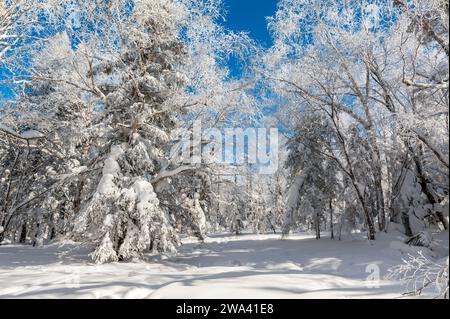 Lao Rik weiche Reimlandschaft, an der Kreuzung von Helong City und Antu County, Yanbian Korean Autonomous Prefecture, Provinz Jilin, China. Stockfoto