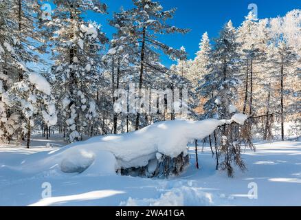 Lao Rik weiche Reimlandschaft, an der Kreuzung von Helong City und Antu County, Yanbian Korean Autonomous Prefecture, Provinz Jilin, China. Stockfoto