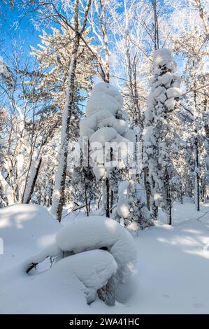 Lao Rik weiche Reimlandschaft, an der Kreuzung von Helong City und Antu County, Yanbian Korean Autonomous Prefecture, Provinz Jilin, China. Stockfoto