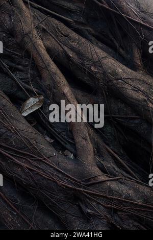 Alter Riesenbaum im tropischen Regenwald, Nahaufnahme. Stockfoto