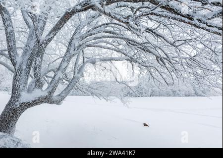 Lao Rik weiche Reimlandschaft, an der Kreuzung von Helong City und Antu County, Yanbian Korean Autonomous Prefecture, Provinz Jilin, China. Stockfoto