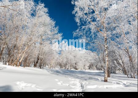 Lao Rik weiche Reimlandschaft, an der Kreuzung von Helong City und Antu County, Yanbian Korean Autonomous Prefecture, Provinz Jilin, China. Stockfoto