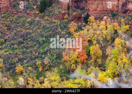 Leuchtend gelbe und orangene Bäume wachsen im Herbst mit immergrünen Bäumen auf einem Schelfeige mit steilen Klippen und kriechendem Nebel im Zion National Park, Utah. Stockfoto