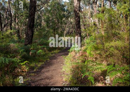 Wanderweg auf dem Sawpit Free Campground in Portland an der Great Ocean Road, Victoria, Australien. Stockfoto