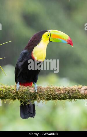 Toucan mit Kielschnabel (Ramphastos sulfuratus) in der La Laguna del Lagarto Lodge, Boca Tapada, San Carlos, Costa Rica Stockfoto