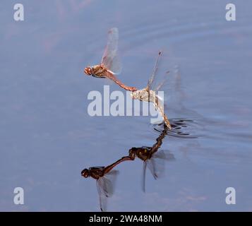 Verschiedene Meadowhawk Libellen (Sympetrum corruptum) legen Eier im Wasser, Galveston, Texas, USA. Stockfoto