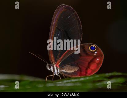 Glasswing-Schmetterling (Cithaerias pireta pireta), männlich, in der biologischen Station La Selva, Costa Rica Stockfoto