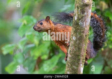 Das bunte Eichhörnchen (Sciurus variegatoides) auf dem Baum, La Selva biologische Station, Costa Rica Stockfoto