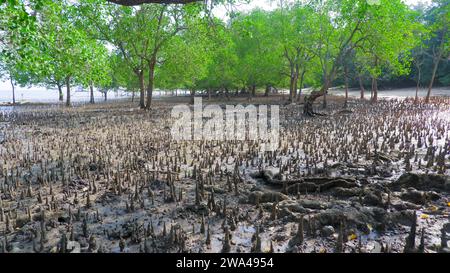 Avicennia Marina Plant Habitat Oder Mangrovenapfel, Lebt In Schlammigen Gebieten An Tropischen Indonesischen Stränden Stockfoto