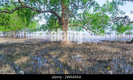 Bäume Und Spitzen Wurzeln Der Tropischen Pflanze Avicennia Marina, Die An Den Küsten Indonesiens Lebt Stockfoto