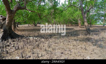 Natürlicher Blick Auf Den Sonneratia Alba Forest Oder Perepat Forest An Der Tropischen Küste Von Belo Laut Village, Indonesien Stockfoto