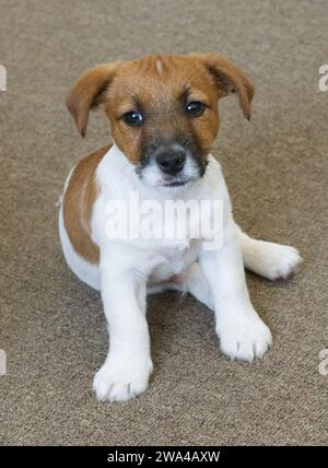 4 Monate alter Jack Russell Welpe Stockfoto