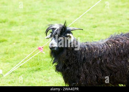 Nahaufnahme einer schwarzen Ziege auf der Farm Stockfoto