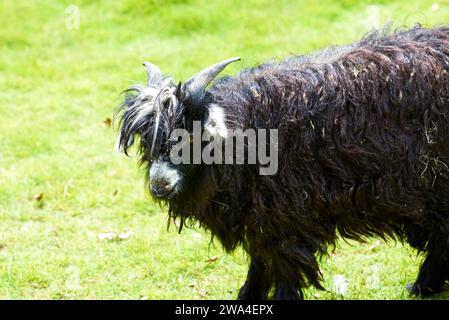 Nahaufnahme einer schwarzen Ziege auf der Farm Stockfoto