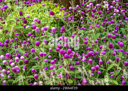 Nahaufnahme blühender Amaranthblüten im Garten Stockfoto