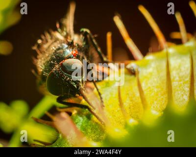 Fliege gefangen in einer Venus Flytrap (Dionaea muscipula), subtropische fleischfressende Pflanze aus nächster Nähe Stockfoto