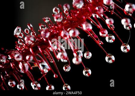 Makrofoto der tropischen fleischfressenden Pflanze (Drosera capensis „rot“), die im Innenbereich mit kleinen Tautropfen auf dem Blatt gezüchtet wird Stockfoto