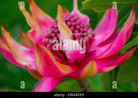 Wunderschöne Tasmanische Waratah Stockfoto