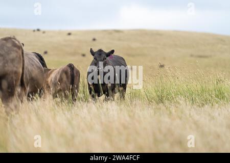 Rinderweide auf Weide. Gras gefüttert murray Grey, angus und Speckpark im Südwesten von Victoria. Stockfoto