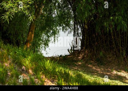 Üppiger Bambuswald entlang des Flusses im Park Stockfoto