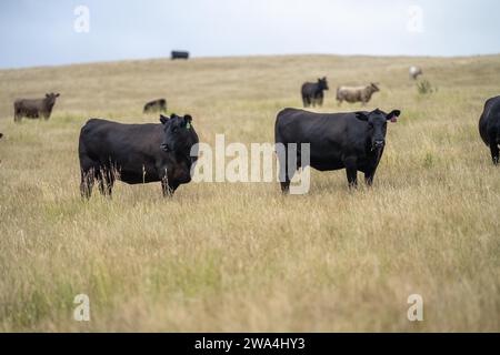 Porträt von Kühen auf dem Feld. Rinderherde aus der Nähe. Weiße und braune Kühe. Australian Sustainable Beef Ochsen auf einer landwirtschaftlichen Farm in Australien Stockfoto