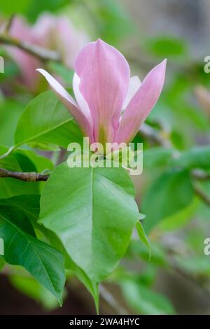 Magnolia brooklynensis eva maria, Dagnolia Evamaria, dunkelrosa Blüten, hellgrüner Ton an ihrer Basis Stockfoto