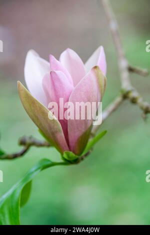 Magnolia brooklynensis eva maria, Dagnolia Evamaria, dunkelrosa Blüten, hellgrüner Ton an ihrer Basis Stockfoto