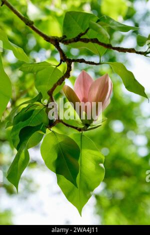 Magnolia brooklynensis eva maria, Dagnolia Evamaria, dunkelrosa Blüten, hellgrüner Ton an ihrer Basis Stockfoto