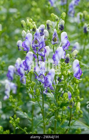 Aconitum x cammarum Bicolor, Purple Wolf's Fluch bicolor, Monkshood Bicolor, lose Panicles aus Kapuzen, blau und weiß Blumen Stockfoto