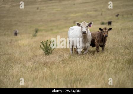 Porträt von Kühen auf dem Feld. Rinderherde aus der Nähe. Weiße und braune Kühe. Australian Sustainable Beef Ochsen auf einer landwirtschaftlichen Farm in Australien Stockfoto