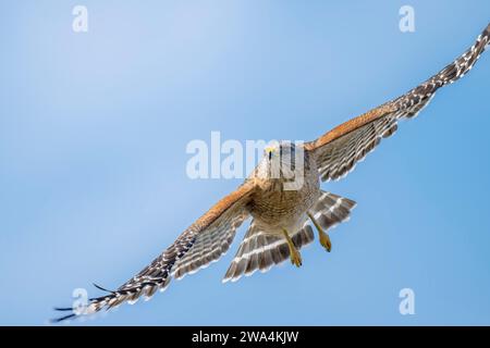 Roter Falke mit Schulter im Flug Stockfoto