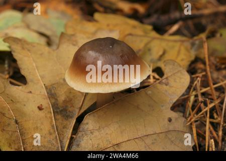 Detaillierte Nahaufnahme eines frisch aufgetauchten Butter Cap But oder fettigen Toughshank Pilzes, Collybia butyracea, auf dem Waldboden Stockfoto