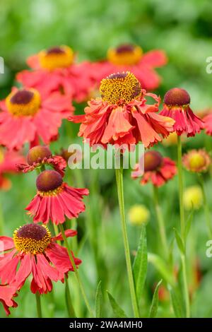 Helenium Moerheim Beauty, Niesweed Moerheim Beauty, Gänseblümchenartige dunkelzentrierte, kupferrote Blumenköpfe Stockfoto