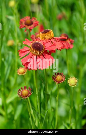 Helenium Moerheim Beauty, Niesweed Moerheim Beauty, Gänseblümchenartige dunkelzentrierte, kupferrote Blumenköpfe Stockfoto