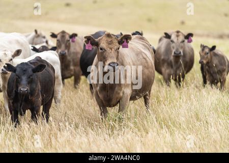 Rinderweide auf Weide. Gras gefüttert murray Grey, angus und Speckpark im Südwesten von Victoria. Stockfoto