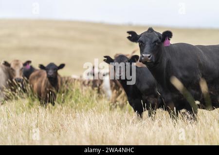 Rinderweide auf Weide. Gras gefüttert murray Grey, angus und Speckpark im Südwesten von Victoria. Stockfoto