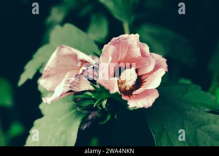 Dekorative Blume Hibiskus (Malvenfamilie) mit rosa Blüten und schwarzem Kern. Rosen-Malve. Auch harter Hibiskus, Rose von sharon oder tropischer Hibiskus Stockfoto