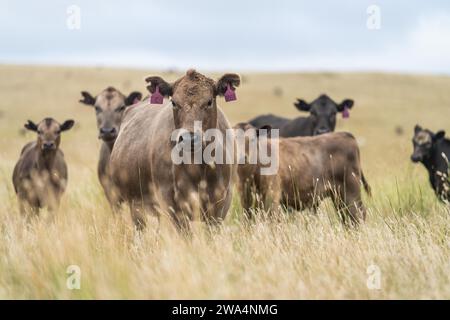 Rinderweide auf Weide. Gras gefüttert murray Grey, angus und Speckpark im Südwesten von Victoria. Stockfoto