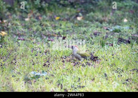 Grüner Spechte, Picus viridis, auf der Suche nach Nahrung am Boden in einem Garten in Südfrankreich. Stockfoto