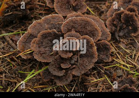 Detaillierte Nahaufnahme eines ungenießbaren Erdfangpilzes oder eines gewöhnlichen Faservase-Pilzes, Thelephora terrestris Stockfoto