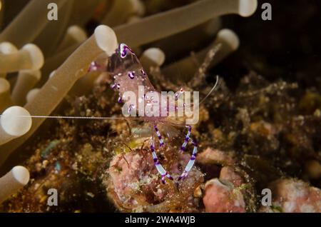 Sarasvati Anemone Shrimp, Periclemenes sarasvati, Palaemonidae, Anilao, Batangas, Philippinen, Philippinisches Meer, Indo-pazifischer Ozean, Asien Stockfoto