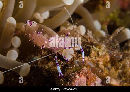 Sarasvati Anemone Shrimp, Periclemenes sarasvati, Palaemonidae, Anilao, Batangas, Philippinen, Philippinisches Meer, Indo-pazifischer Ozean, Asien Stockfoto